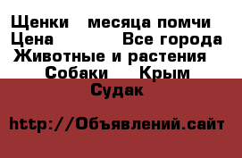 Щенки 4 месяца-помчи › Цена ­ 5 000 - Все города Животные и растения » Собаки   . Крым,Судак